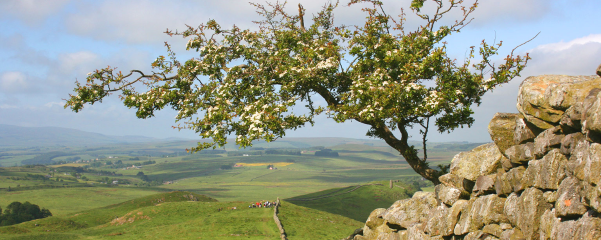 Hadrian’s Wall Trek 2024