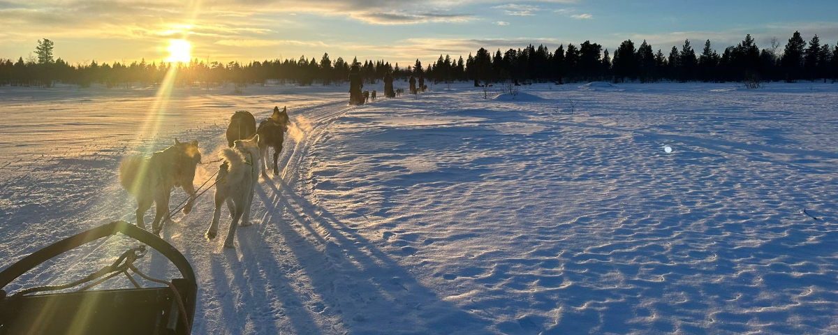 Lapland Husky Trail Sled 2025