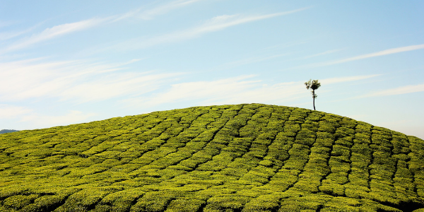Tea plantation in Munnar