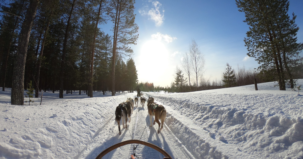 Husky Sledding in Lapland