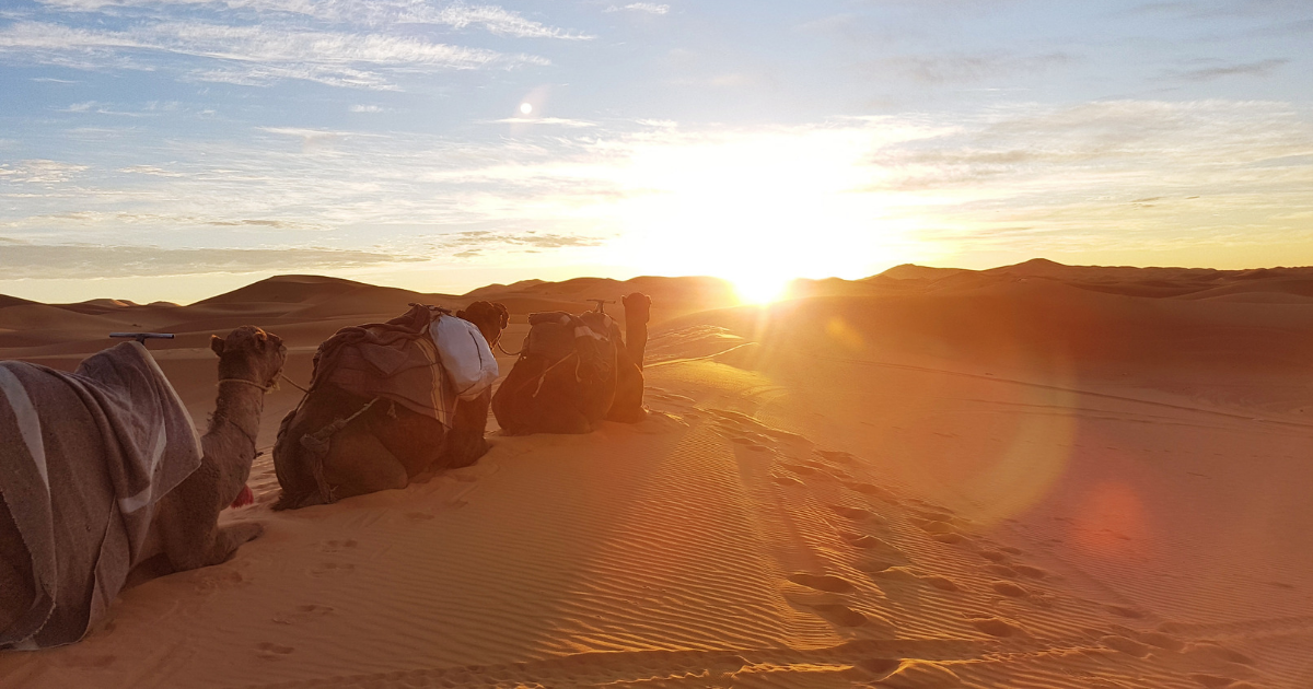Sahara Desert with camels