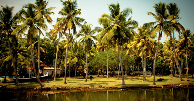 Top Five Things to See and Do in Kerala