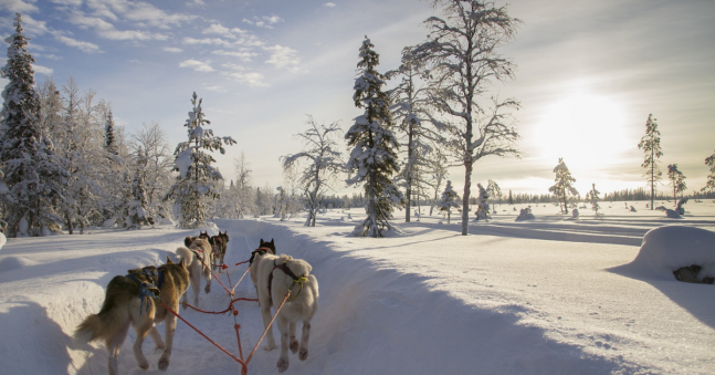 What to Expect on Our Lapland Husky Sledding Adventure!