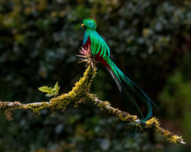 Trek Costa Rica