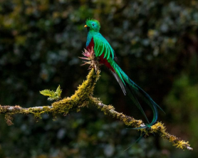 Costa Rica Trek