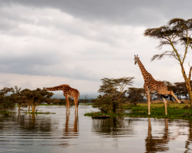 Kenya Trek